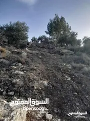 2 ارض للبيع في صوريف