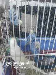 3 مخاليف طيور حب