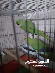  24 مجموعة طيور جواز كلها شغاله أن شاء الله