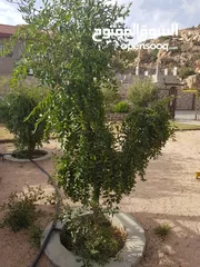  2 اشجار مثمره