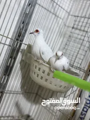  2 حمام ملكي زوج ابيض مشجر شرط التبزير والصحه اقرو الوصف