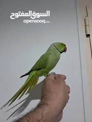  2 Ringneck Hand Tamed Male