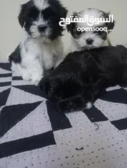  4 Shih tzu puppies