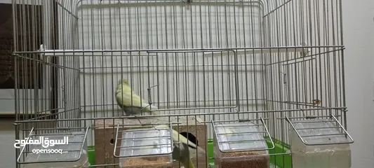  3 3 Love birds with cage and breeding box