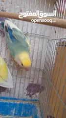  9 جوز روز منتج حجم و صحه و نظافه و ريش