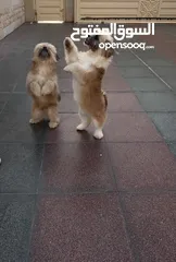  2 Shih Tzu boy and girl