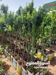  13 زراعة الحدائق