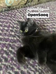  1 القطه : للتبني / free  عمر 9 شهور جنس/ انثى