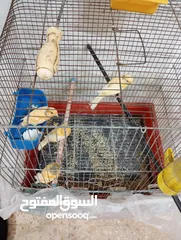  3 عصافير كناري للبيع كامل الطيور مع القفاص