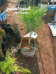  5 شجر صنوبر باكستاني وسرو ايطالي ثويا للبيع واشجار مثمره وشجر زينه