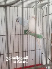  4 انثي وزكور كناري واجواز حب مع اقفاص بأسعار مناسبه كميه او فرادي