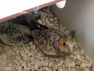  4 لعشاق الزق اليدوي