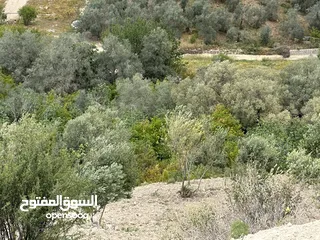  6 استراحة استثماريه للبيع مطله على وادي الريان قوشان مستقل 3،5 دونم مشجرة بالكامل مع مواقف سيارات