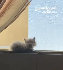  15 قطة أنثى (كتنز )نوع هملايا للبيع