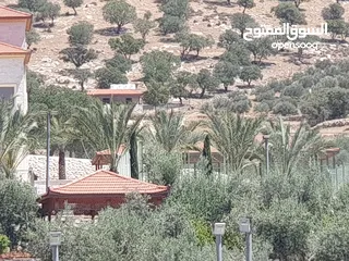  9 ارض زراعية على شارعين في صروت الصوان قرب الفلل و منتزه الامير هاشم قرب بيرين و شفا بدران بسعر مغري