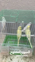  2 طيور حب صحه ونظافه