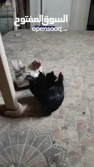  4 دجاج حب حب صيني