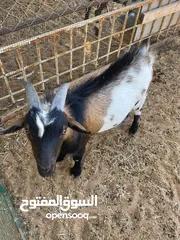  3 ماعز قزم ذكر   Male Pygmy Goat