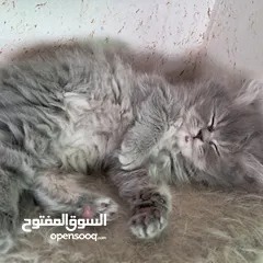  4 قطة منزل للبيع
