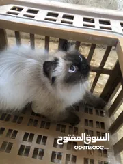  4 بسه للبيع ب 60 ليره