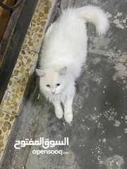  1 قطة للبيع شيرازيه 