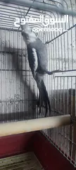  2 كوكتيل روز وحب