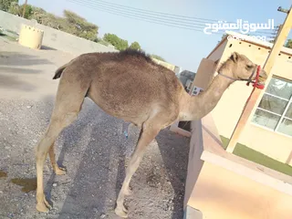  1 قعود البيع العمر سنه شويه