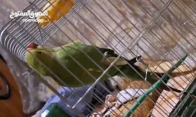  2 ببغاء دره مطوق