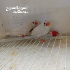  2 طيور جنه الوان مميزه