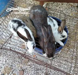  5 ارانب للبيع