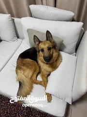  2 german shepherd