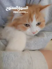  2 قط شيرازي للتبني
