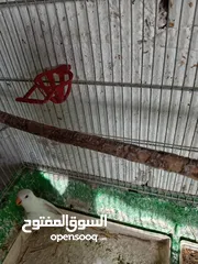  26 بعد الصلاه ع النبي يوجد مجموعة طيور روز البينو وألوان  طفرات بتجنن طيور حلوه اقرأ التفاصيل في الوصف