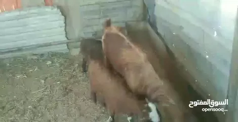  2 عنز لحم وحليب قطعه وشكل ولون صلاة النبي عنز من حظ الي يغناها