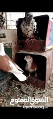  6 جواز حمام للبيع