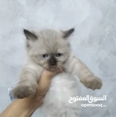 4 هيمالايا شوكلت