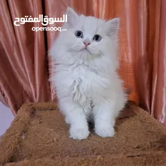  3 ما شاء الله تبارك الله ..... مجموعة من الكتنز بأنوع مختلفة .... .. (موجود تفاااصيل اكتر بالوصف) ..