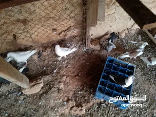  16 حمام للبيع في الزرقاء العالوك بجانب بقالة الصقر التواصل عبر الواتس اب