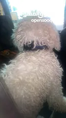  4 كلب جيد نوع مالتيز