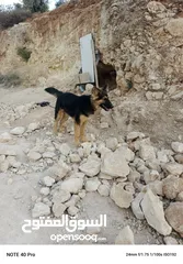  3 كلبه جيرمان لعوبه جدا