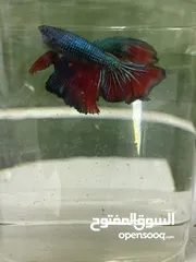  5 50 betta fish