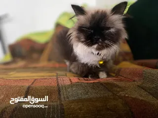  5 انثى همالايا للبيع بسعر مغري