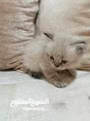  4 قطط للبيع ..