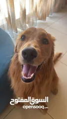  3 Golden retriever for sale