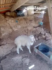 3 خاروف للبيع