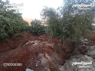  7 مزرعه مع بيت ريفي جاهز حديث مفروش جاهز يصلح مزرعه او سكن ريفي