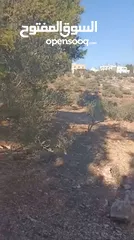  2 أرض سكني للبيع في سما الروسان