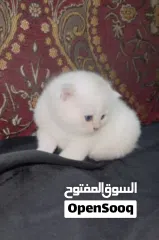  14 Pure Scottish/ بيور سكوتش