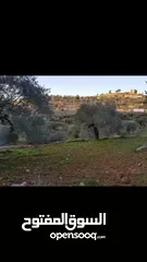  7 أرض زيتون تصنيف أ مساحة 3 دونم وربع