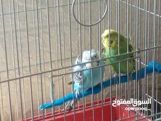  3 جوز (هوقو ياباني) الصلات على النبي الجوز مرتبات
